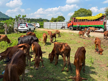 Assam Police rescues 82 cattle in smuggling crackdown, two vehicles seized