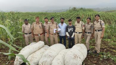 Over 27 quintals of cannabis plants seized in MP’s Barwani