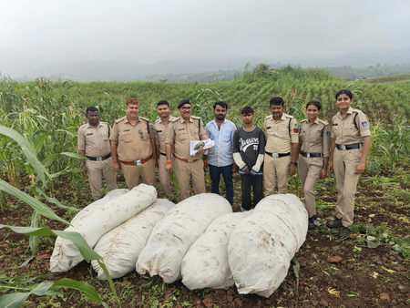Over 27 quintals of cannabis plants seized in MP’s Barwani