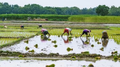 TN delta farmers seek compensation after kuruvai cultivation declines TN delta farmers seek compensation after kuruvai cultivation declines