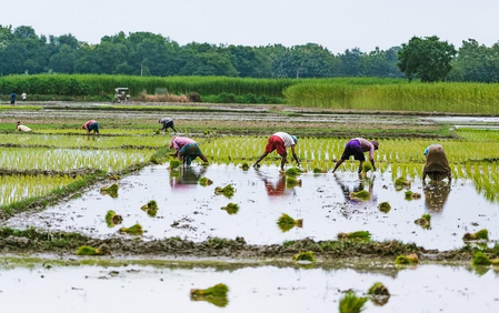 TN delta farmers seek compensation after kuruvai cultivation declines TN delta farmers seek compensation after kuruvai cultivation declines