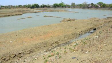 Maha faces severe dry spell as 83 talukas in 19 districts received no rain for over 20 days