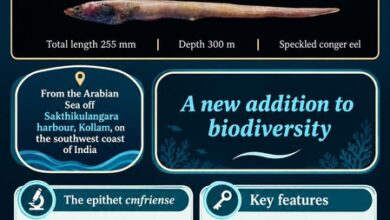 New conger eel species from Arabian Sea named after CMFRI