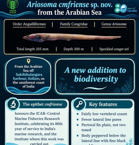New conger eel species from Arabian Sea named after CMFRI