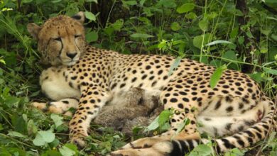 India-born cheetah gives birth to four cubs at MP’s Kuno, population rises to 56