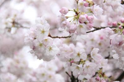 Meghalaya govt prepares for cherry blossom festival Meghalaya govt prepares for cherry blossom festival