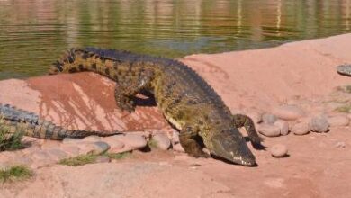 WII study finds 586 saltwater crocodiles in Andamans
