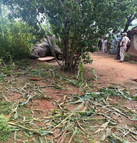 Wild elephant electrocuted in MP’s Mauganj, exposed power line sparks safety concerns