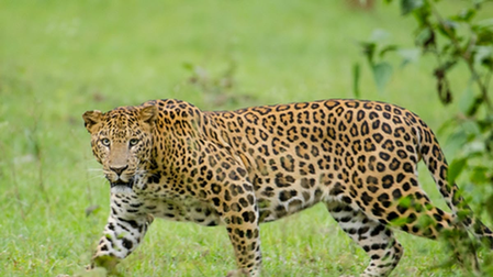 TN Forest Department steps up surveillance in Mettur after suspected leopard attacks TN Forest Department steps up surveillance in Mettur after suspected leopard attacks