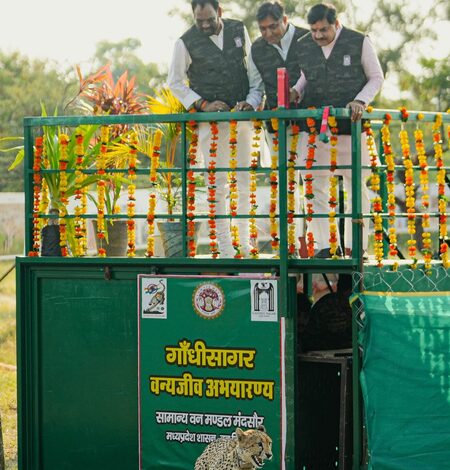 Madhya Pradesh: CM Mohan Yadav releases female cheetah into Gandhi Sagar sanctuary Madhya Pradesh: CM Mohan Yadav releases female cheetah into Gandhi Sagar sanctuary
