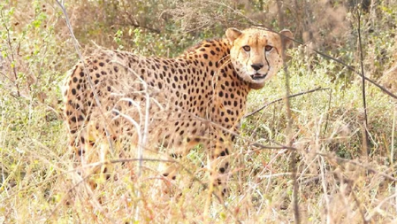 MP: Namibian cheetah Gaurav dies at Kuno during treatment MP: Namibian cheetah Gaurav dies at Kuno during treatment