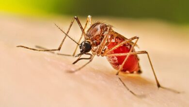 Chennai hospitals struggle with surge in flu, respiratory infections and dengue Chennai hospitals struggle with surge in flu, respiratory infections and dengue