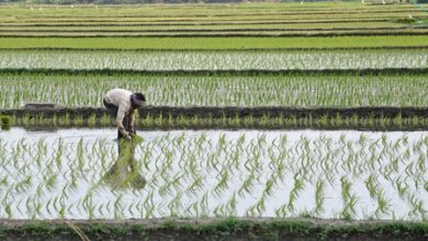 Tamil Nadu halts crop loan recovery, orders fresh credit to eligible farmers Tamil Nadu halts crop loan recovery, orders fresh credit to eligible farmers
