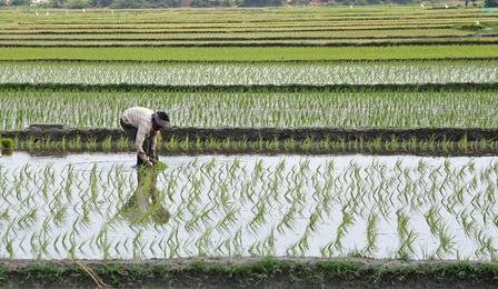 Tamil Nadu halts crop loan recovery, orders fresh credit to eligible farmers Tamil Nadu halts crop loan recovery, orders fresh credit to eligible farmers