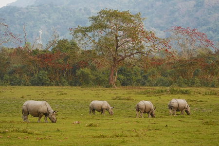 PM Modi announces ‘Project Rhino’ on World Rhino Day PM Modi announces ‘Project Rhino’ on World Rhino Day