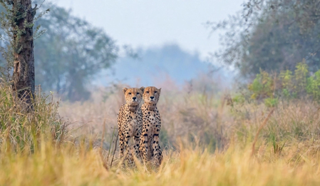 Cheetah Gaurav’s death closes chapter of Kuno’s first Namibian coalition, but his bloodline lives on Cheetah Gaurav’s death closes chapter of Kuno’s first Namibian coalition, but his bloodline lives on