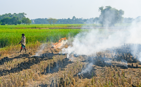 Haryana to deploy Parali Protection Force to prevent paddy stubble burning