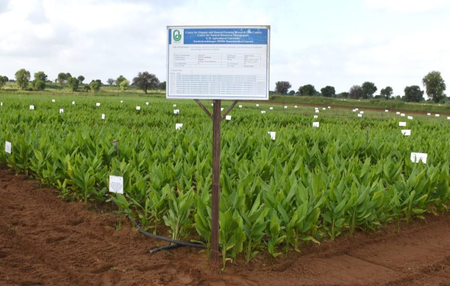 Natural farming doubles turmeric output in Gujarat trial, finds study Natural farming doubles turmeric output in Gujarat trial, finds study