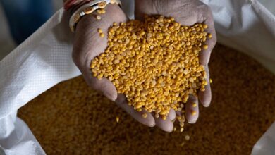 Govt exports Karnataka’s GI-tagged Gulbarga Tur Dal to Maldives, farmers benefit Govt exports Karnataka’s GI-tagged Gulbarga Tur Dal to Maldives, farmers benefit