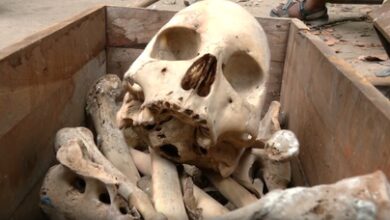 Delhi: Human skeleton found during cleanliness drive Delhi: Human skeleton found during cleanliness drive