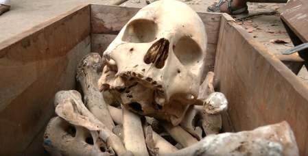 Delhi: Human skeleton found during cleanliness drive