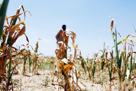 Maha: Shiv Sena to aid drought-hit farmers for children’s weddings