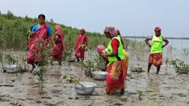 Mangrove plantation providing livelihoods to women in Sundarbans: PM Modi in ‘Mann Ki Baat’