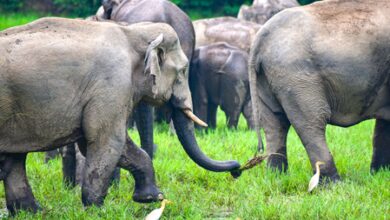 ‘Elephants have returned to forest’: PM Modi highlights Assam’s conservation efforts in Mann Ki Baat