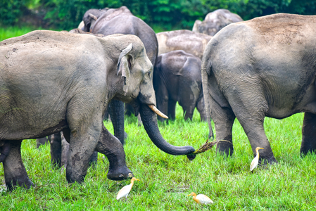 ‘Elephants have returned to forest’: PM Modi highlights Assam’s conservation efforts in Mann Ki Baat ‘Elephants have returned to forest’: PM Modi highlights Assam’s conservation efforts in Mann Ki Baat