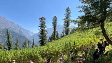 NCB leads major drive, destroys over 61 acres of illegal cannabis in Himachal’s Kullu
