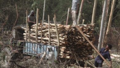 Muttil tree felling probe widened as Kerala Forest Minister orders scrutiny of conspiracy; officer Jayathilak’s role