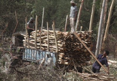 Muttil tree felling probe widened as Kerala Forest Minister orders scrutiny of conspiracy; officer Jayathilak’s role Muttil tree felling probe widened as Kerala Forest Minister orders scrutiny of conspiracy; officer Jayathilak’s role