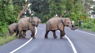 Bengaluru: Elderly man killed in elephant attack; forest department launches search