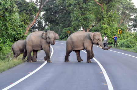 Bengaluru: Elderly man killed in elephant attack; forest department launches search Bengaluru: Elderly man killed in elephant attack; forest department launches search