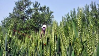 Rabi sowing in rainfed areas may pose challenge due to El Nino: Top official