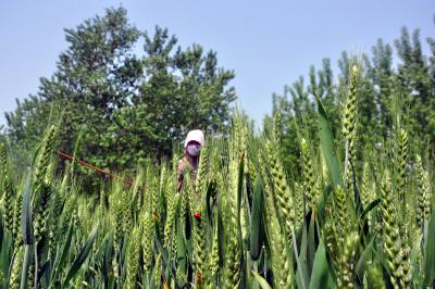 Rabi sowing in rainfed areas may pose challenge due to El Nino: Top official Rabi sowing in rainfed areas may pose challenge due to El Nino: Top official
