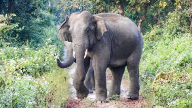 Bengaluru elephant attack: Rs 20 lakh compensation announced for victim’s kin