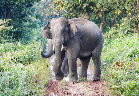 Bengaluru elephant attack: Rs 20 lakh compensation announced for victim’s kin Bengaluru elephant attack: Rs 20 lakh compensation announced for victim’s kin
