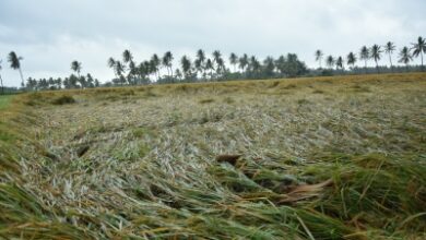 Crops over 45,000 hectares damaged due to heavy rains in Andhra Pradesh
