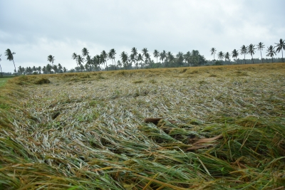 Crops over 45,000 hectares damaged due to heavy rains in Andhra Pradesh Crops over 45,000 hectares damaged due to heavy rains in Andhra Pradesh