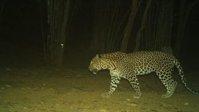 Camera traps deployed to identify animal behind goat deaths in TN’s Coimbatore