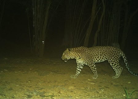 Camera traps deployed to identify animal behind goat deaths in TN’s Coimbatore Camera traps deployed to identify animal behind goat deaths in TN’s Coimbatore