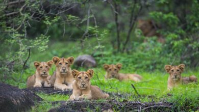 Gujarat govt rejigs Porbandar forest division as Asiatic lions return to Barda Gujarat govt rejigs Porbandar forest division as Asiatic lions return to Barda