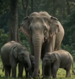 Gaurav Gogoi seeks records on transfer of 5 Assam elephants to TN Gaurav Gogoi seeks records on transfer of 5 Assam elephants to TN