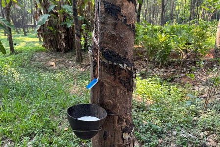 TN: Rubber prices rise in Kanyakumari as heat reduces latex output TN: Rubber prices rise in Kanyakumari as heat reduces latex output