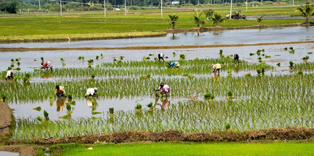 Water shortage threatens samba crop on 11.424 acres in TN’s Nagapattinam