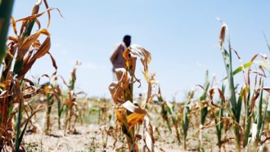 Maha drought hits sugar sector, factories seek govt relief Maha drought hits sugar sector, factories seek govt relief