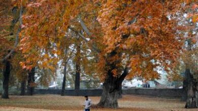 Chinar tree in J&K’s Budgam 650 years old, among Asia’s oldest Chinar tree in J&K’s Budgam 650 years old, among Asia’s oldest