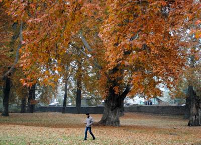 Chinar tree in J&K’s Budgam 650 years old, among Asia’s oldest Chinar tree in J&K’s Budgam 650 years old, among Asia’s oldest