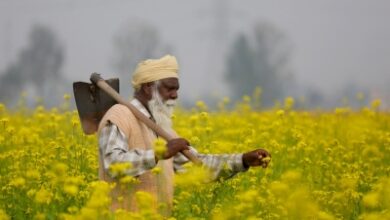 Centre approves increase in MSP for Rabi crops to boost farmers’ income